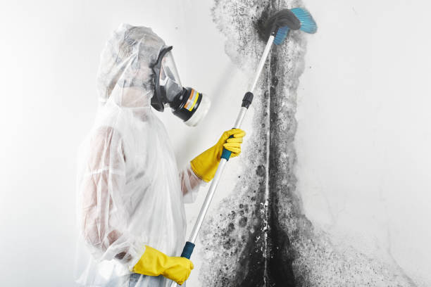 Biohazard Mold Removal in Elkton, KY